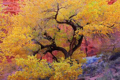 Picture of Autumn in Oak Creek Canyon