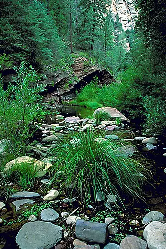 Picture of West Fork Trail at Oak Creek