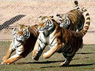 Tigers Playing at Tiger Splash