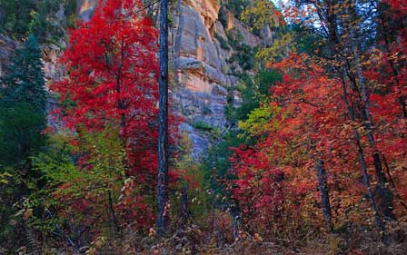 Autumn in Oak Creek Canyon
